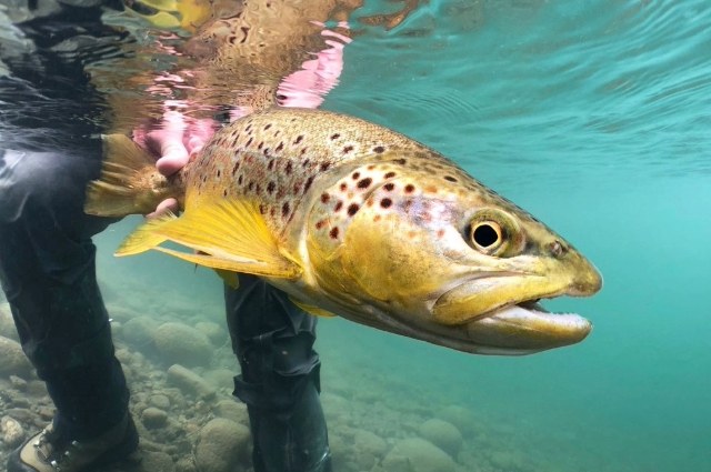 Releasing a Brown Trout. Releasing a Brown Trout.